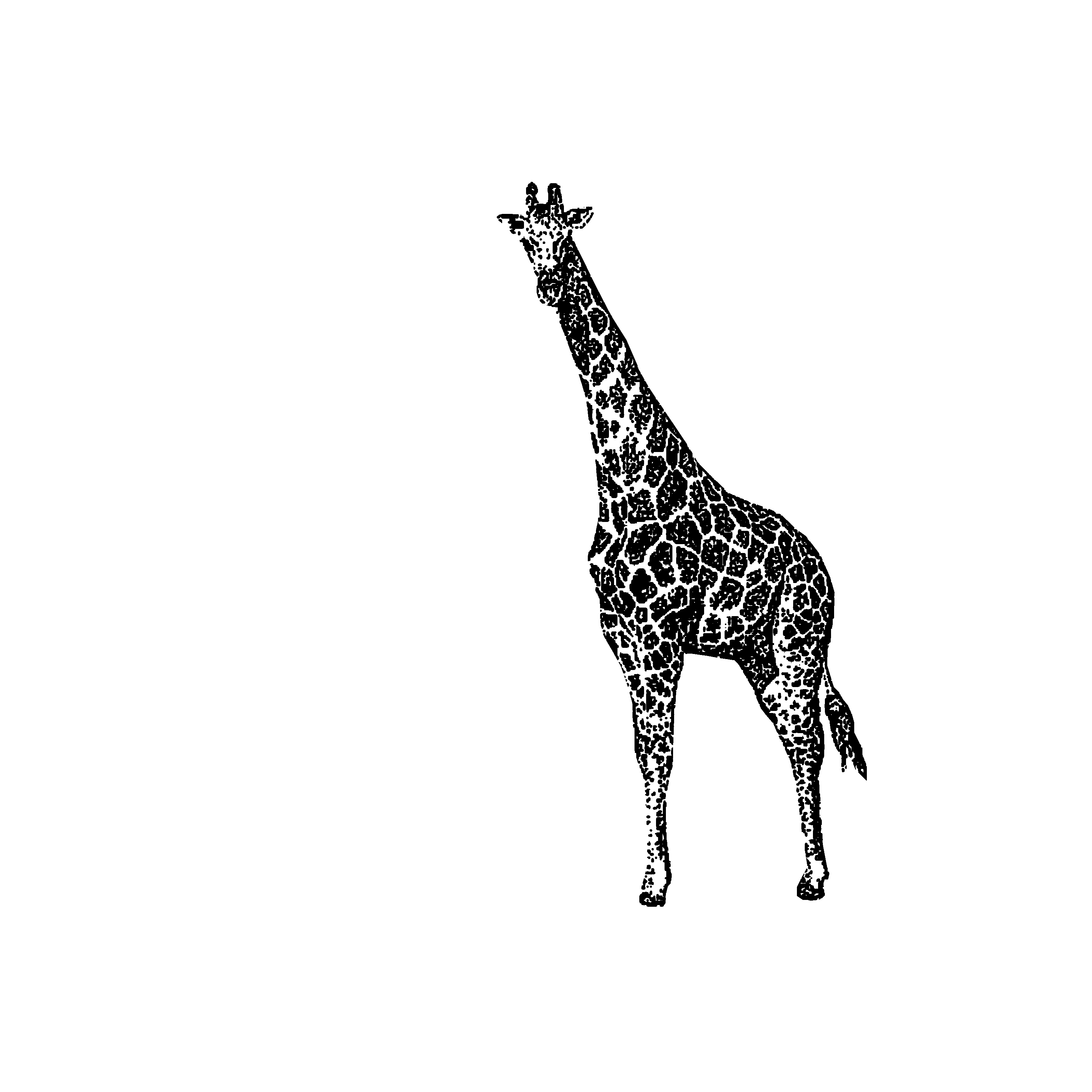 Giraffe - Juni