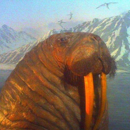 Walrus